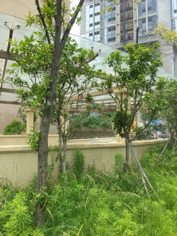 钢结构雨棚