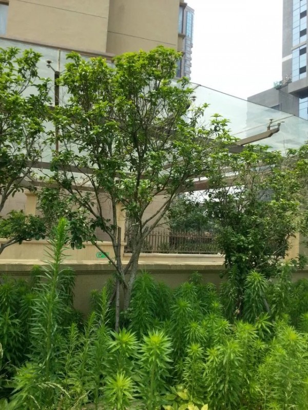 钢结构雨棚